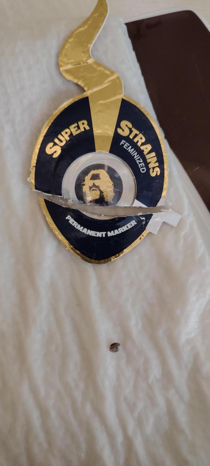 Super Strains Seeds. Week 0