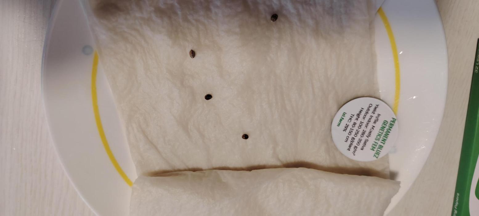 IZI Contest Permanent BlueZ. Week 0