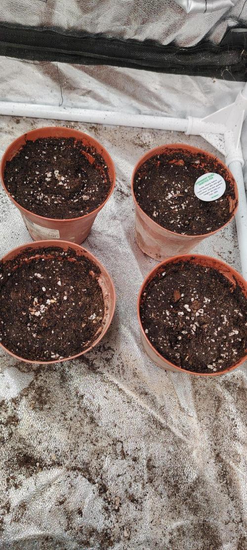 IZI Contest Permanent BlueZ. Week 1