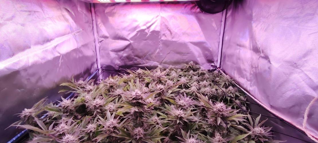 Rainbow Melon *-*. Week 14