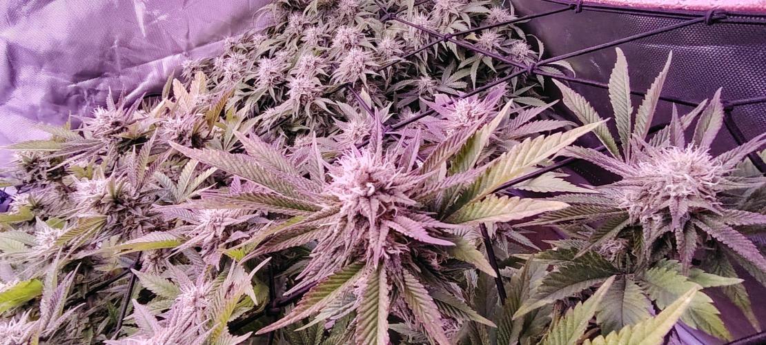 Rainbow Melon *-*. Week 14