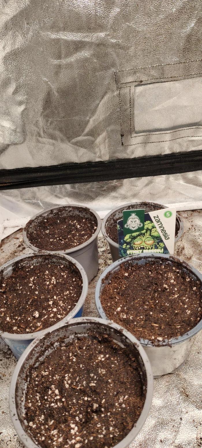 Eternity Grow Cup 2026 Sticky Broccoli. Week 1