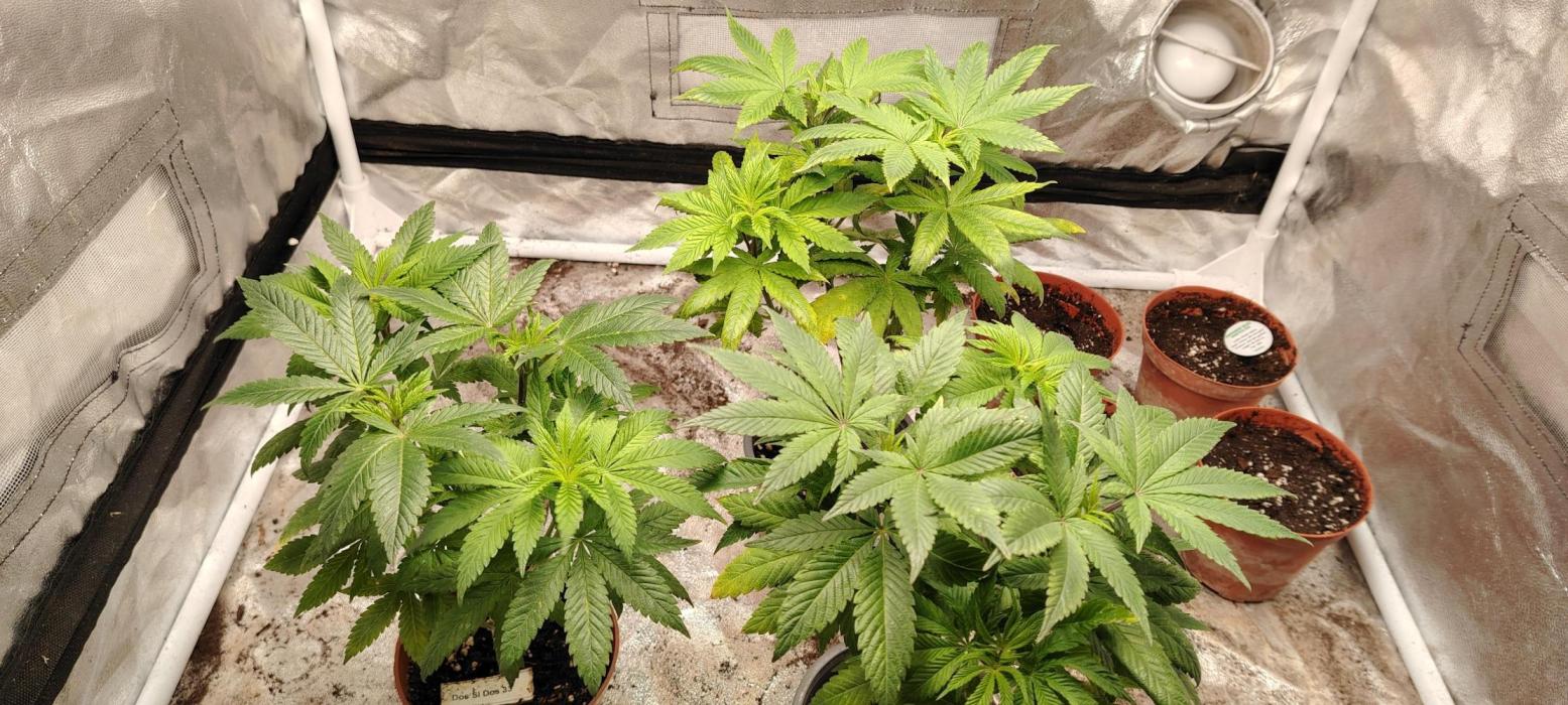 DOS Si DOS 33. Week 7