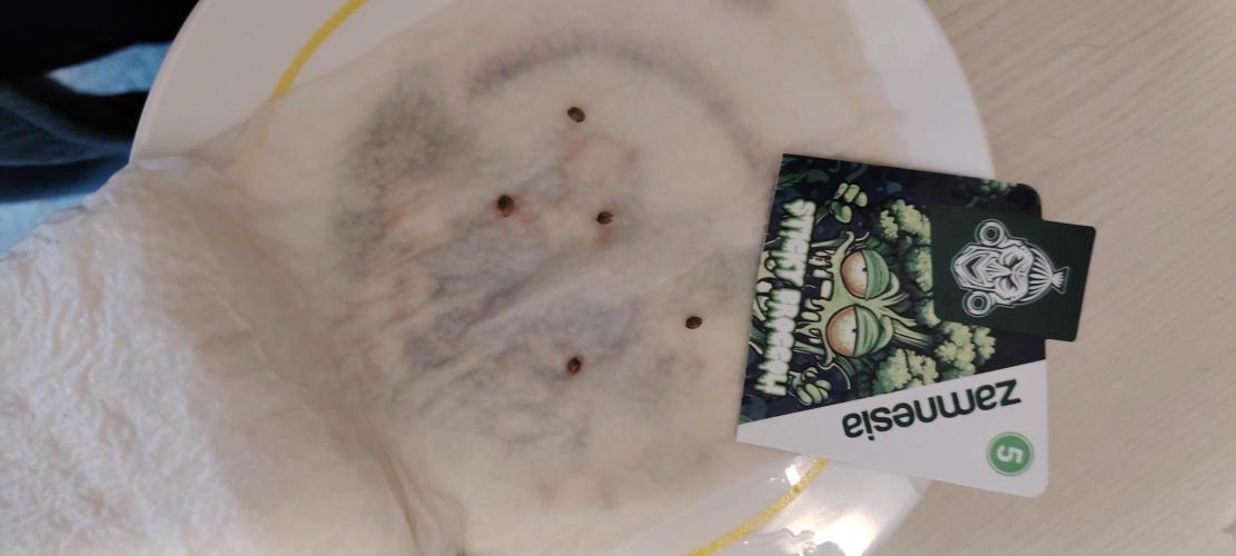 Eternity Grow Cup 2026 Sticky Broccoli. Week 0