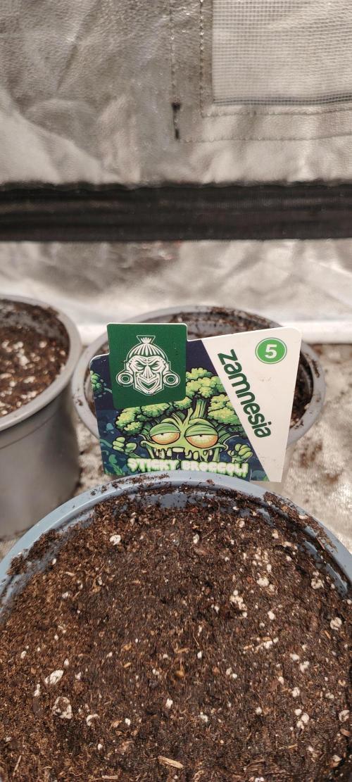 Eternity Grow Cup 2026 Sticky Broccoli. Week 1