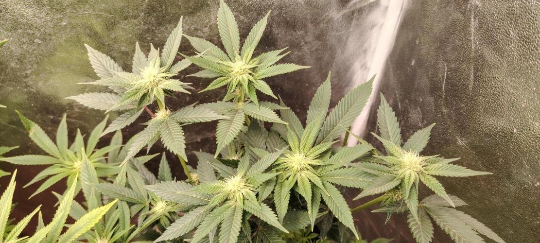 RS 11 X Banana OG. Week 9