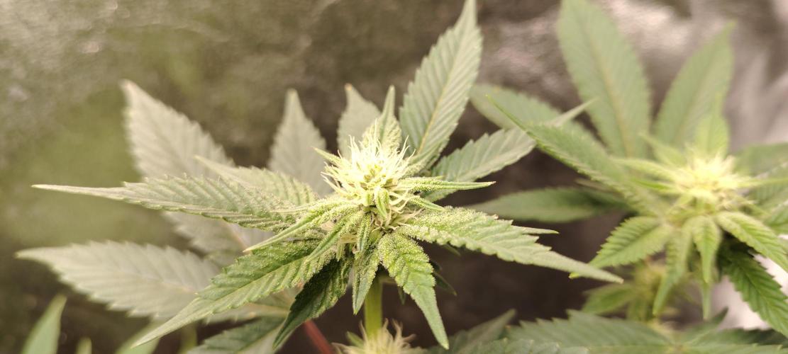 RS 11 X Banana OG. Week 9