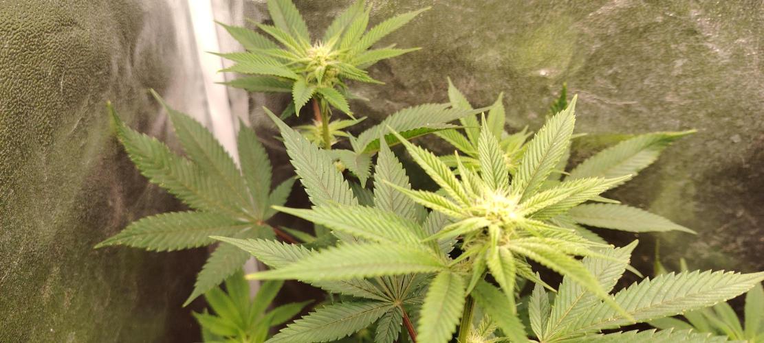 RS 11 X Banana OG. Week 9