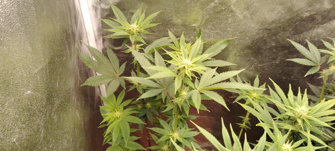 RS 11 X Banana OG. Week 9