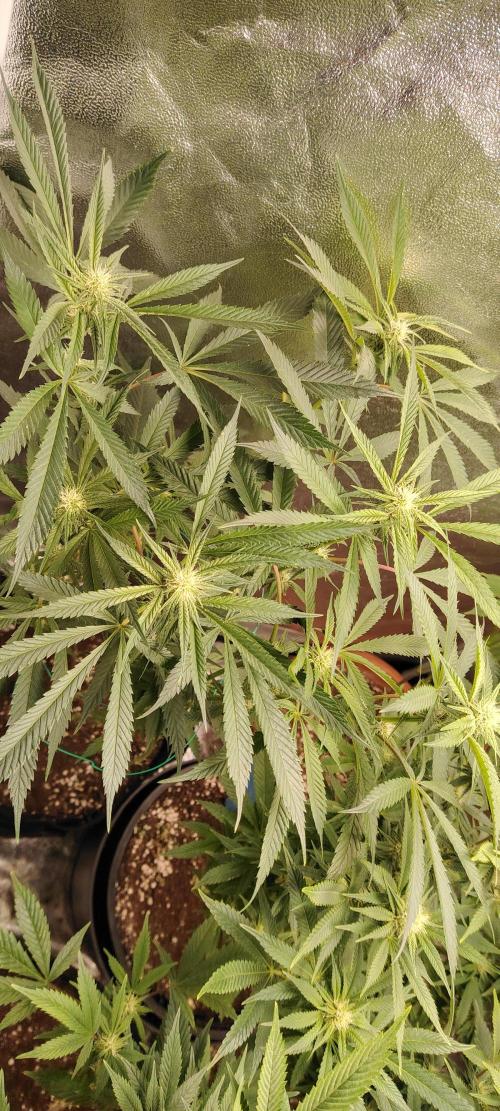 Zamnesia Grease Monkey. Week 12