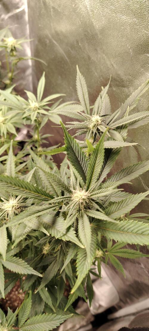 Zamnesia Ghost Train Haze *_*. Week 12