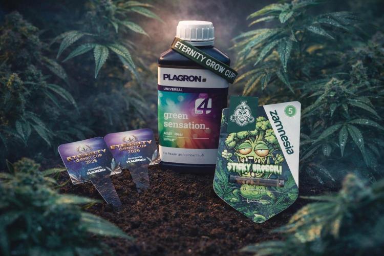 Eternity Grow Cup 2026 Sticky Broccoli. Week 0