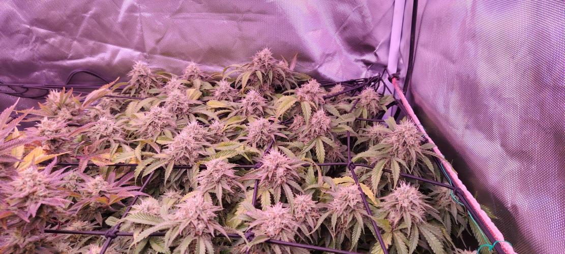 Rainbow Melon *-*. Week 15