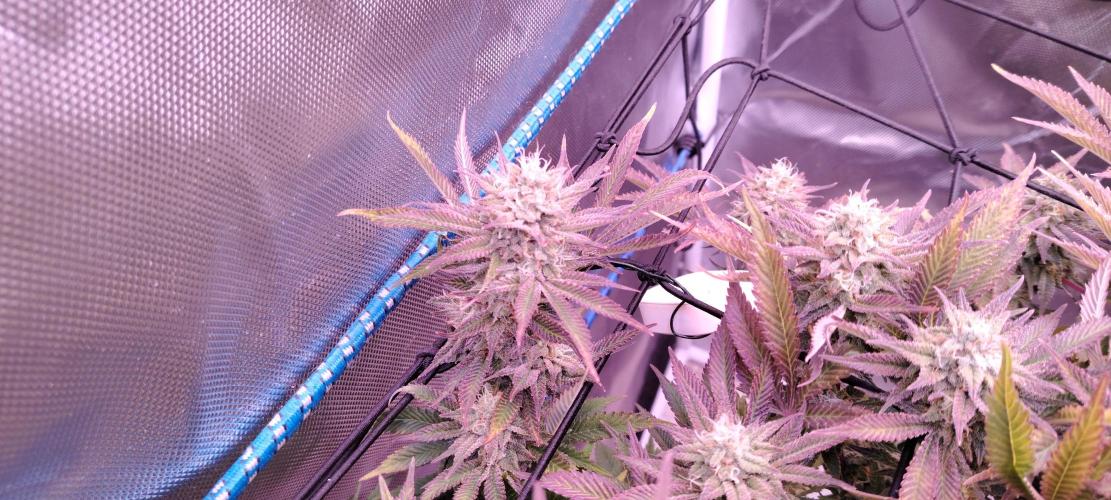 Rainbow Melon *-*. Week 15