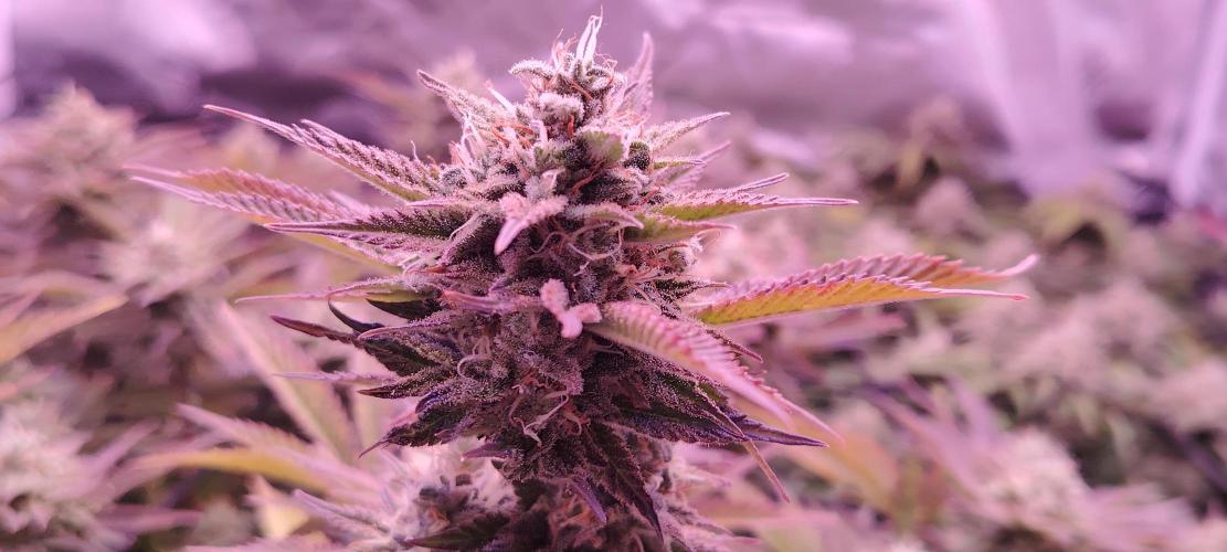 Rainbow Melon *-*. Week 15