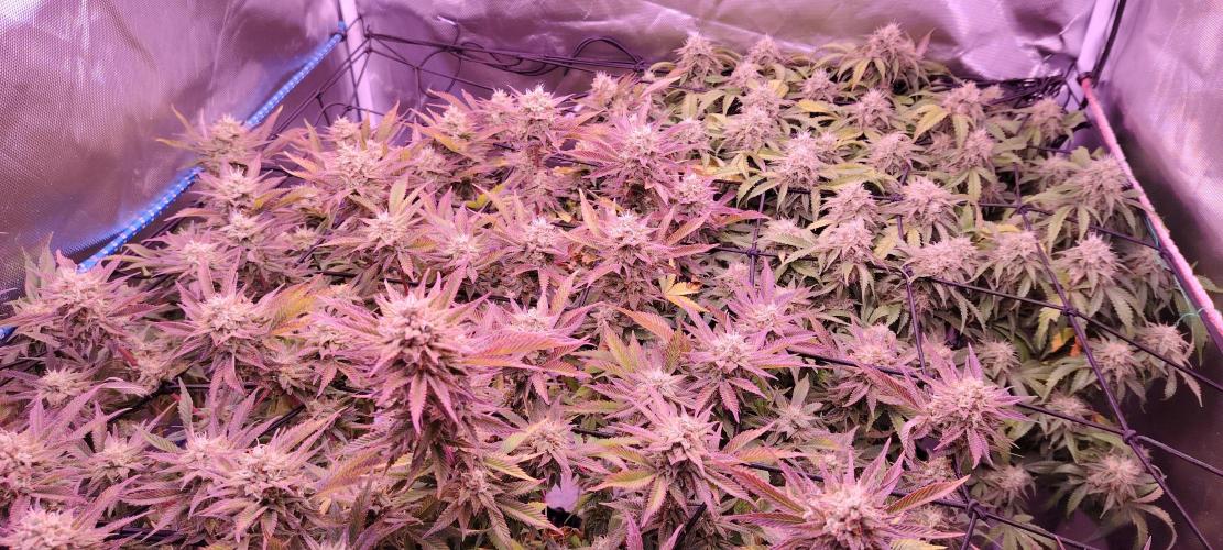 Rainbow Melon *-*. Week 15