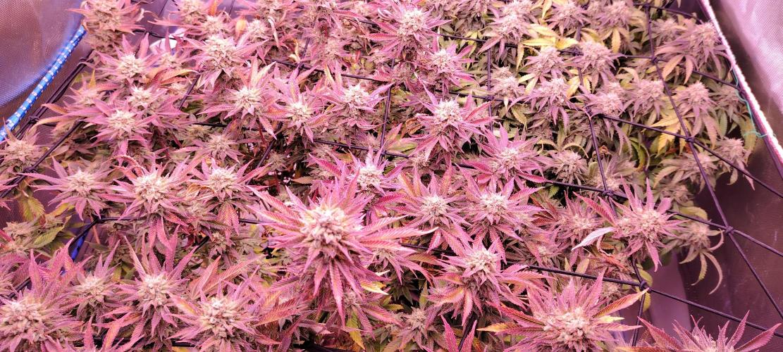 Rainbow Melon *-*. Week 16