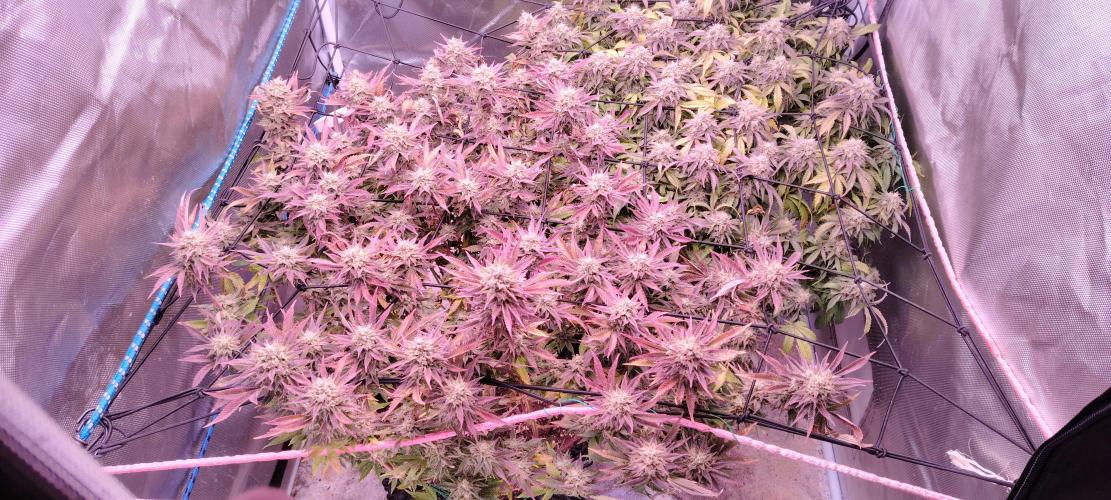 Rainbow Melon *-*. Week 16