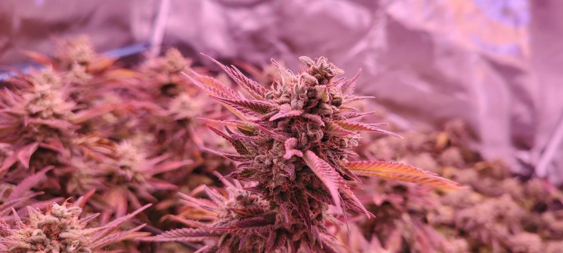 Rainbow Melon *-*. Week 16