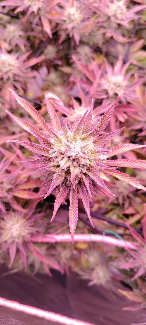 Rainbow Melon *-*. Week 16