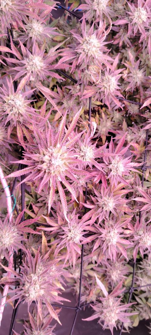 Rainbow Melon *-*. Week 16