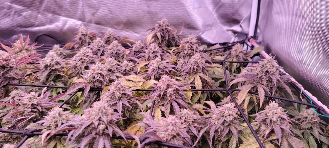 Rainbow Melon *-*. Week 16