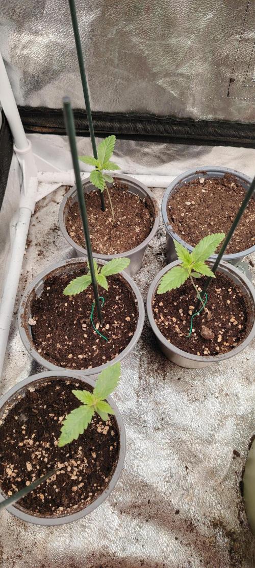 Eternity Grow Cup 2026 Sticky Broccoli. Week 2