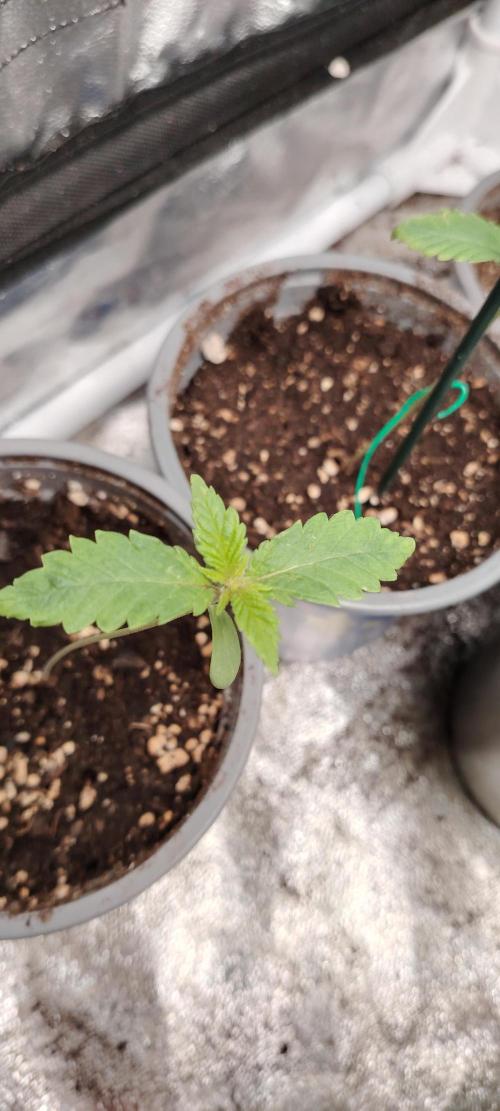 Eternity Grow Cup 2026 Sticky Broccoli. Week 2