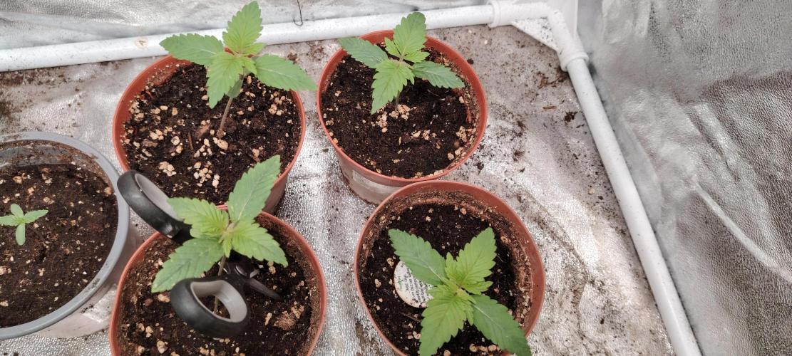 IZI Contest Permanent BlueZ. Week 2