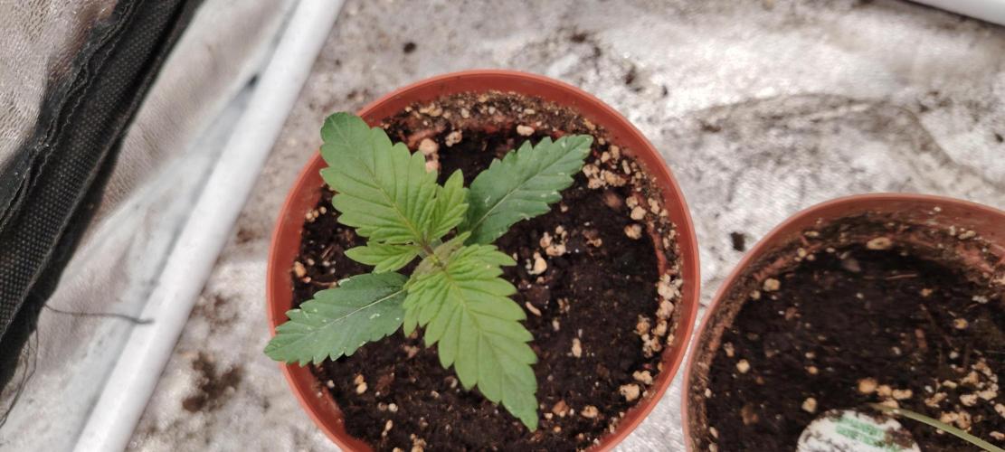 IZI Contest Permanent BlueZ. Week 2