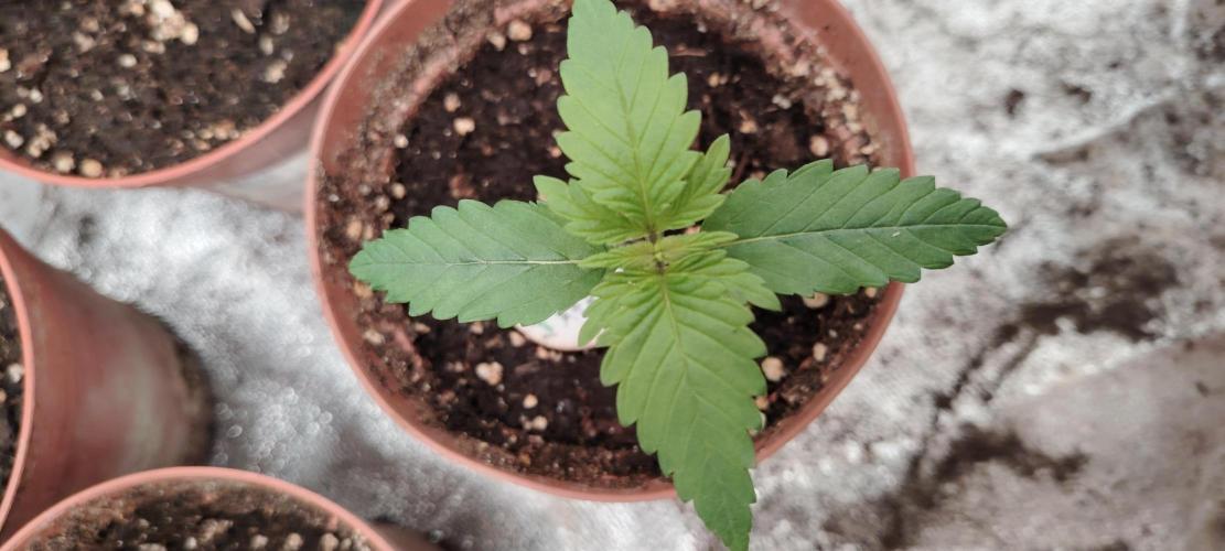 IZI Contest Permanent BlueZ. Week 2