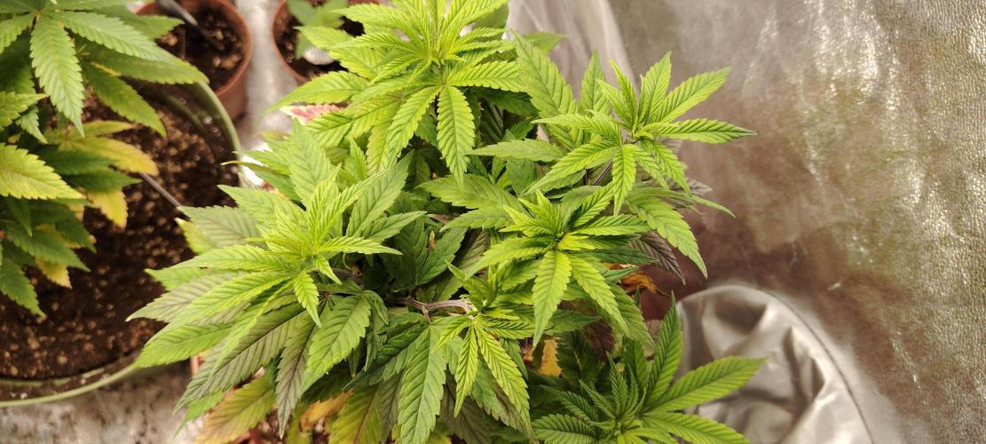 DOS Si DOS 33. Week 8