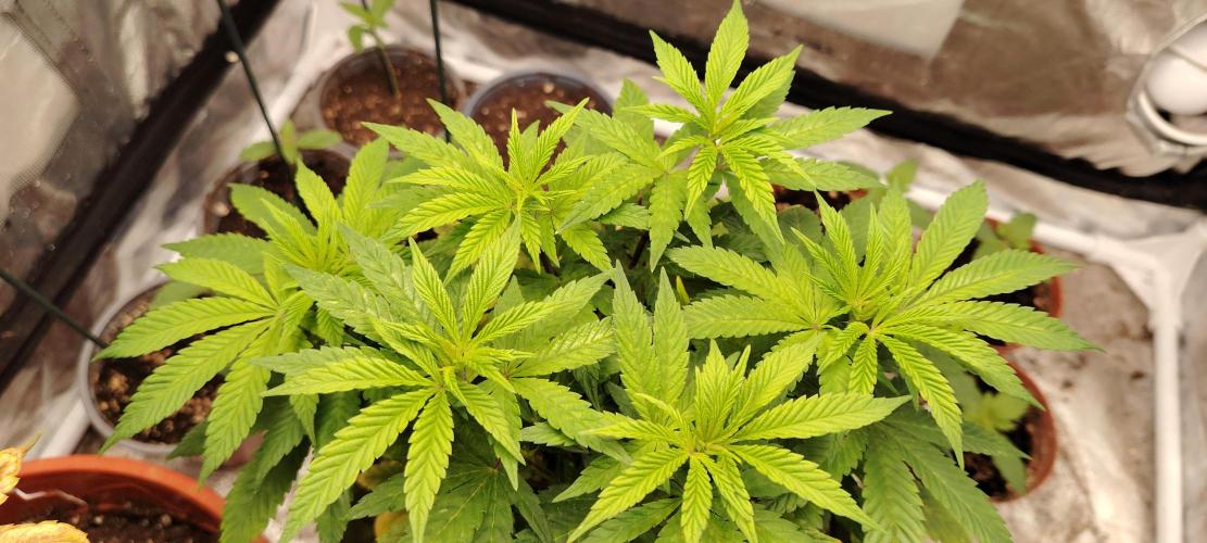 DOS Si DOS 33. Week 8