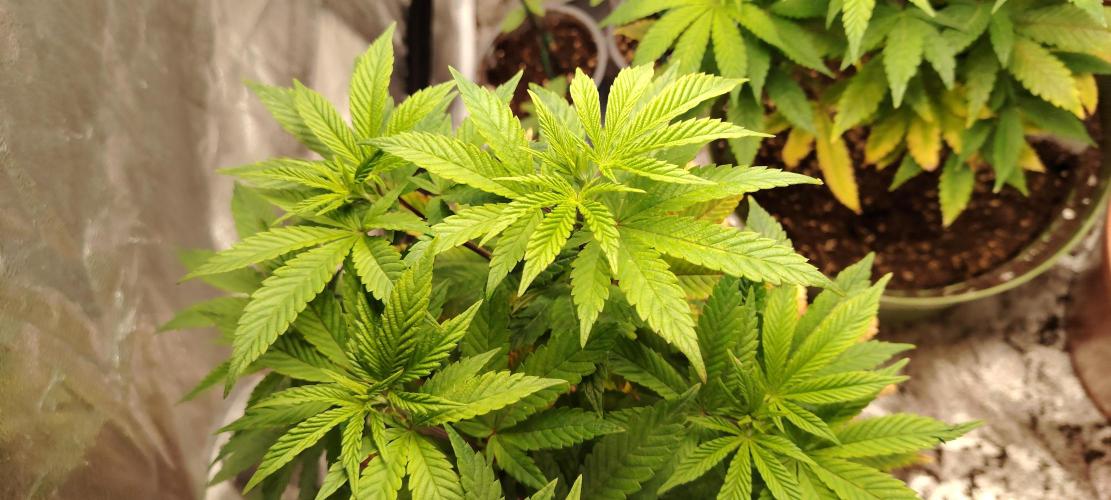 DOS Si DOS 33. Week 8