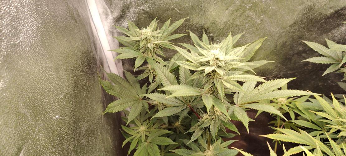 RS 11 X Banana OG. Week 10