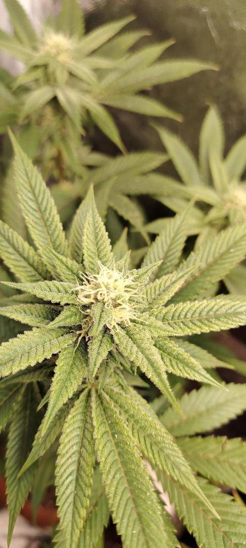 RS 11 X Banana OG. Week 10