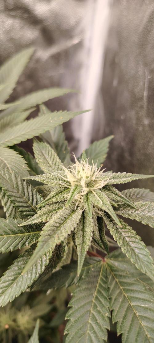 RS 11 X Banana OG. Week 10