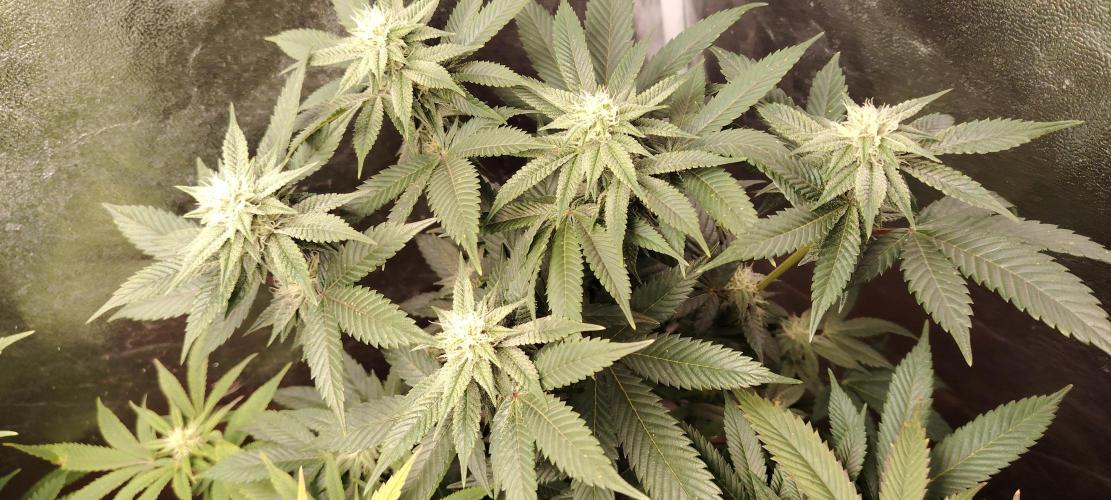 RS 11 X Banana OG. Week 10