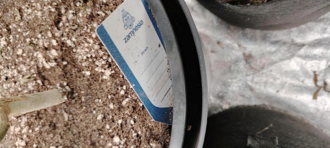 Zamnesia Grease Monkey. Week 13