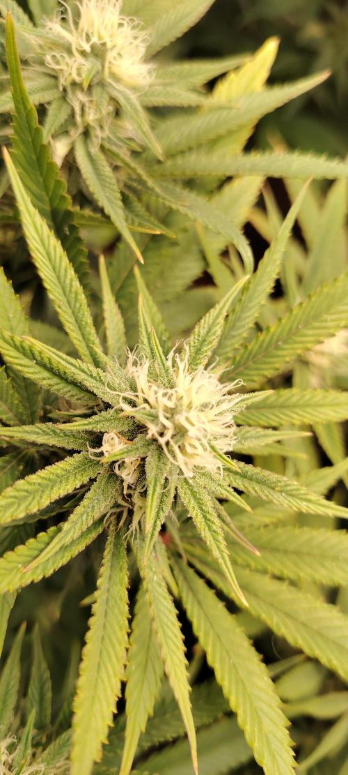 Zamnesia Grease Monkey. Week 13