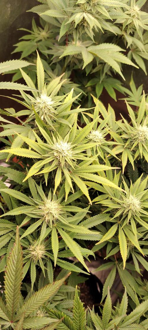 Zamnesia Grease Monkey. Week 13