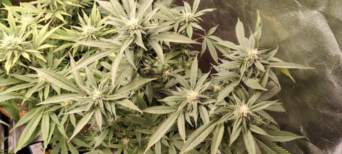 Zamnesia Ghost Train Haze *_*. Week 13