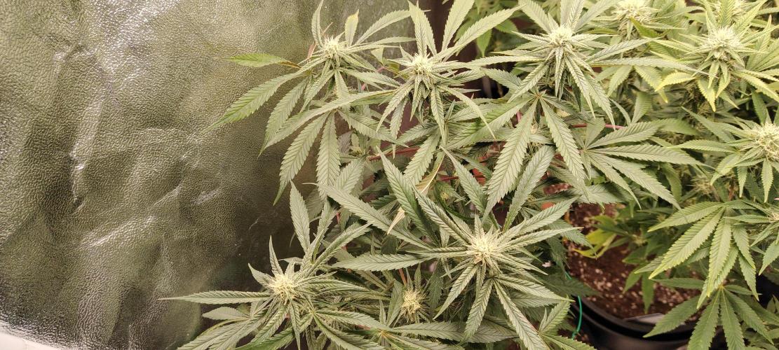 Zamnesia Ghost Train Haze *_*. Week 13