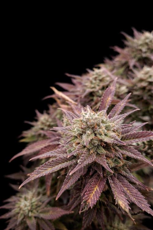 Rainbow Melon *-*. Week 17