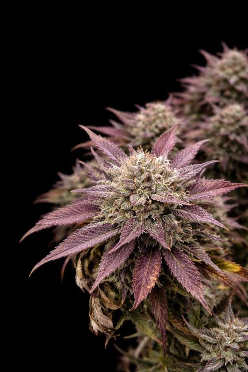 Rainbow Melon *-*. Week 17