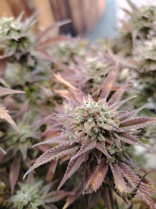 Rainbow Melon *-*. Week 17