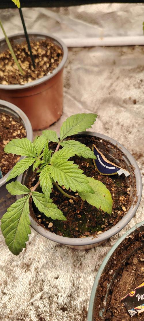 Super Strains Seeds. Week 2