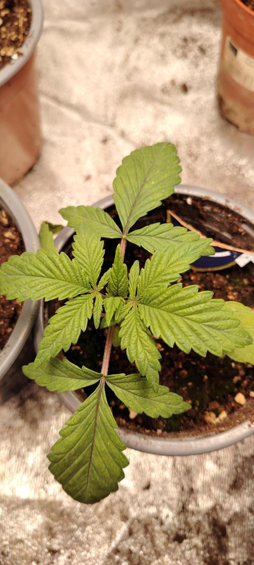 Super Strains Seeds. Week 2