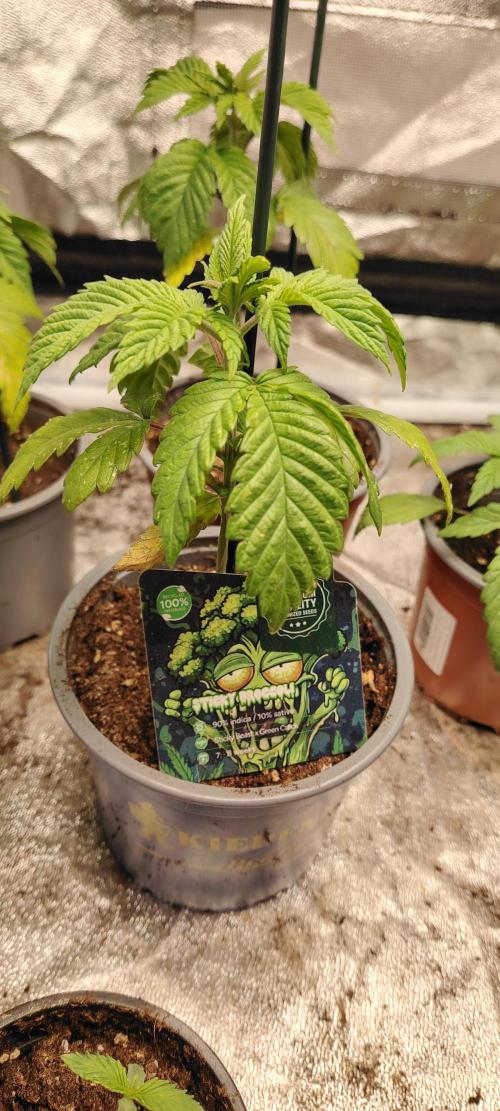 Eternity Grow Cup 2026 Sticky Broccoli. Week 3