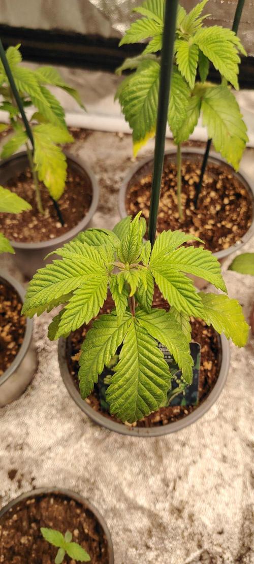 Eternity Grow Cup 2026 Sticky Broccoli. Week 3